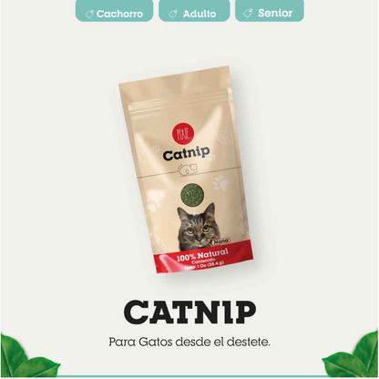 CATNIP PIXIE
